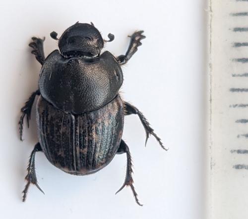 Réf. 324 284 : Onthophagus medius